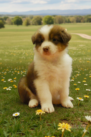 Cuccioli Pastore Australiano