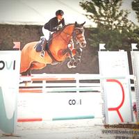 Cavalla da salto ostacoli