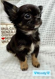 Chihuahua piccolissimo maschio pelo lungo