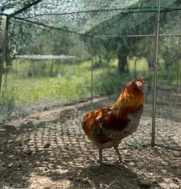 Gallo Araucana - 14 mesi