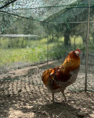 Gallo Araucana - 14 mesi