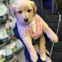 Cuccioli Golden Labrador