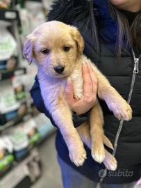 Cuccioli Golden Labrador