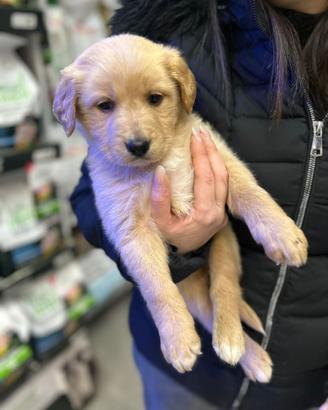 Cuccioli Golden Labrador