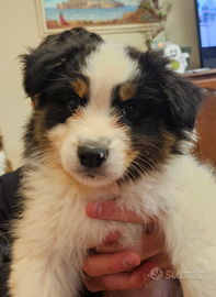 Cuccioli Pastore Australiano