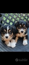 Cuccioli pastore australiano