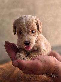 Maltipoo mini/toy