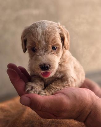 Maltipoo mini/toy