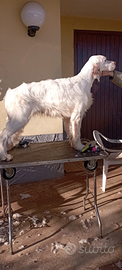 Setter inglese maschio