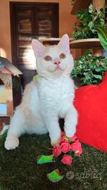 Selkirk rex cucciolo con pedigree