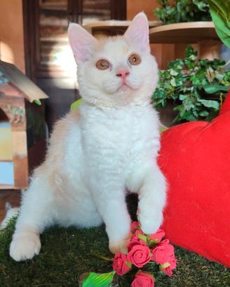 Selkirk rex cucciolo con pedigree