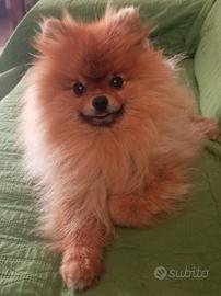 volpino Pomerania per monta