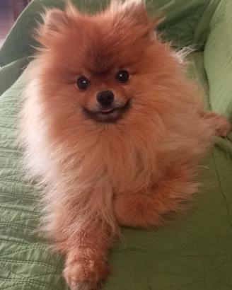 volpino Pomerania per monta