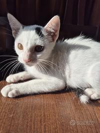 Pinkko gattino 4 mesi