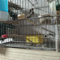 Coppia cardellino per canarina