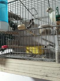 Coppia cardellino per canarina