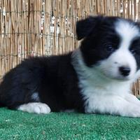 Cuccioli Border Collie