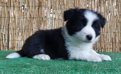 Cuccioli Border Collie