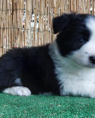 Cuccioli Border Collie