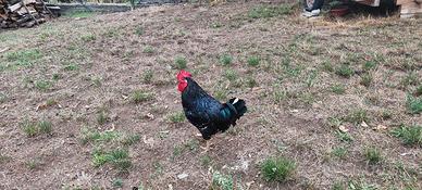 Gallo di un anno