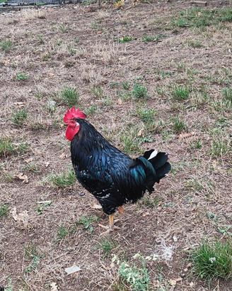 Gallo di un anno