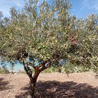alberi ulivo 35/50anni