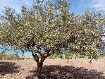 alberi ulivo 35/50anni
