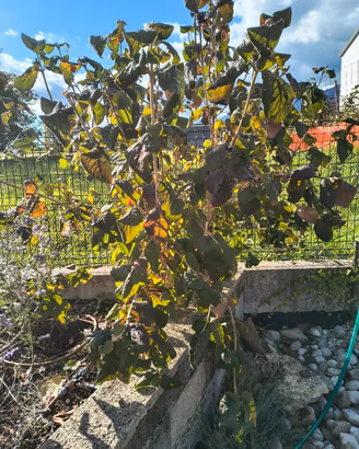 pianta da giardino 