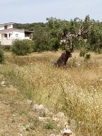 Terreno Edificabile - Salve (LE)