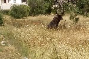 Terreno Edificabile - Salve (LE)