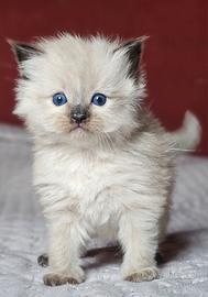 Stupendi cuccioli ragdoll pedigree enfi