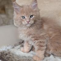 Sofonia gatto Maine Coon