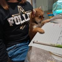 Chihuahua femminuccai mini mini toy