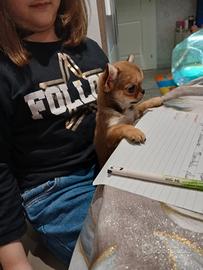 Chihuahua femminuccai mini mini toy