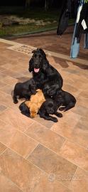 Cuccioli di cocker