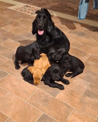 Cuccioli di cocker