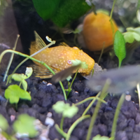 Ancistrus Gold