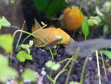 Ancistrus Gold