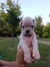 Cucciolo boxer bianco 