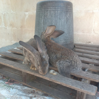 Conigli giganti delle finadre