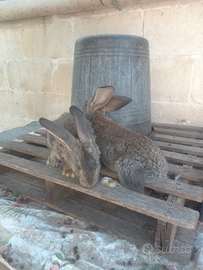 Conigli giganti delle finadre