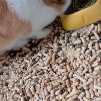Coniglio nano testa di leone