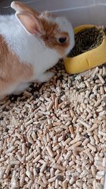 Coniglio nano testa di leone