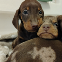 Cuccioli di bassotto arlecchino con pedigree