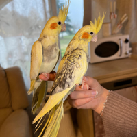 Calopsiti allevati a mano