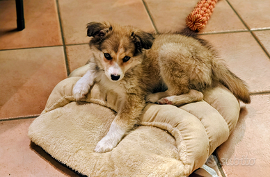 Cucciola Border Collie