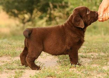 Cuccioli di Labrador - Allevamento Ric. ENCI