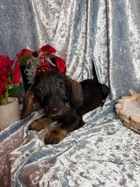 Bassotti tedeschi nani pelo duro