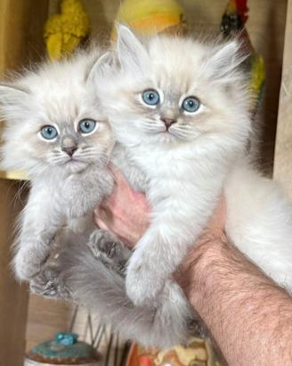 Cuccioli gatto siberiano PEDIGREE ALLEVAMENTO Wcf