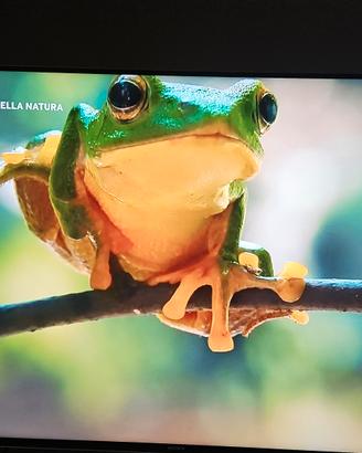 SONY 4K 55" KD-55XH9096